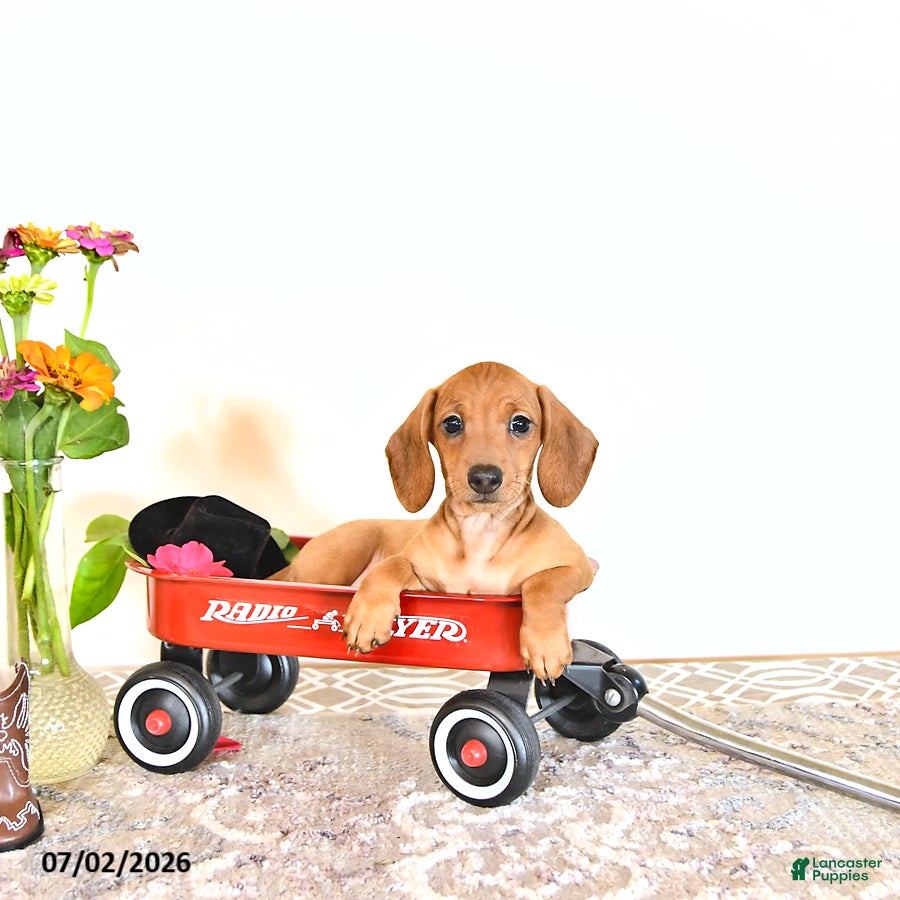 Miniature Dachshund dogs Shanda - Ad 2