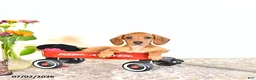 Miniature Dachshund dogs for sale: Shanda - Ad 7