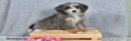 Mini Bernedoodle dogs for sale: Darcy - Ad 5