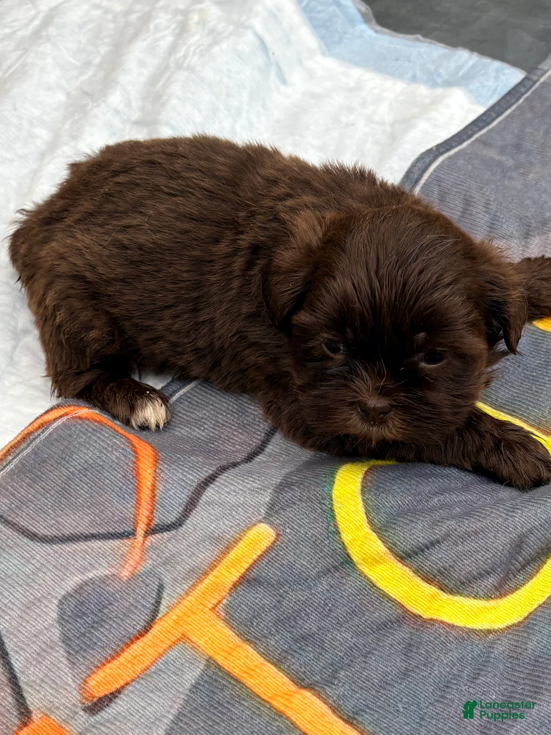 Shih Tzu dogs for sale: Shih Tzu Puppy 3 - Ad 1