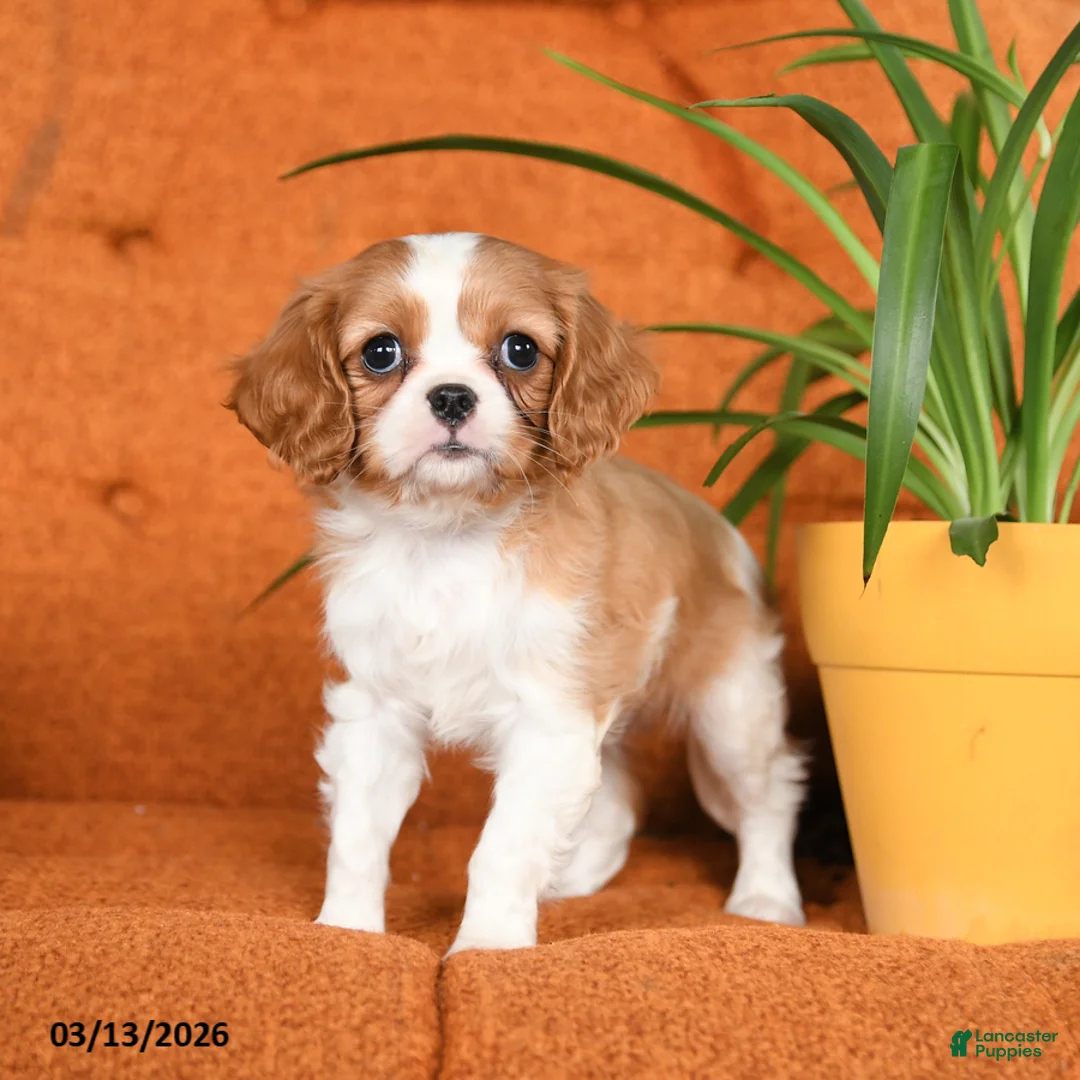 Cavapoo dogs for sale: Cleo - Ad 2