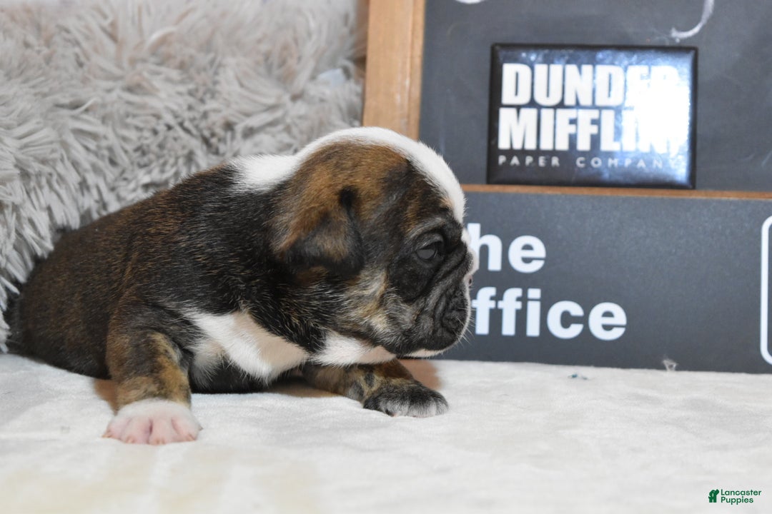 English Bulldog dogs for sale: Jim - Ad 4