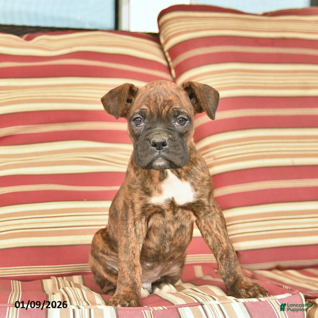 Boxer dogs for sale: Jackpot  - Ad 4