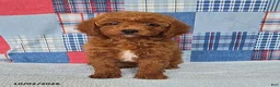 Mini Goldendoodle dogs for sale: Cupcake - Ad 3