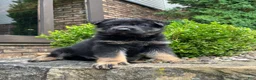 German Shepherd dogs for sale: Murphy - Ad 1