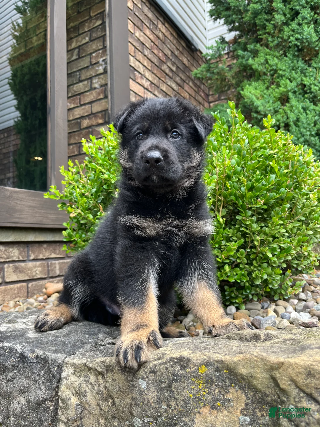 German Shepherd dogs for sale: Murphy - Ad 1