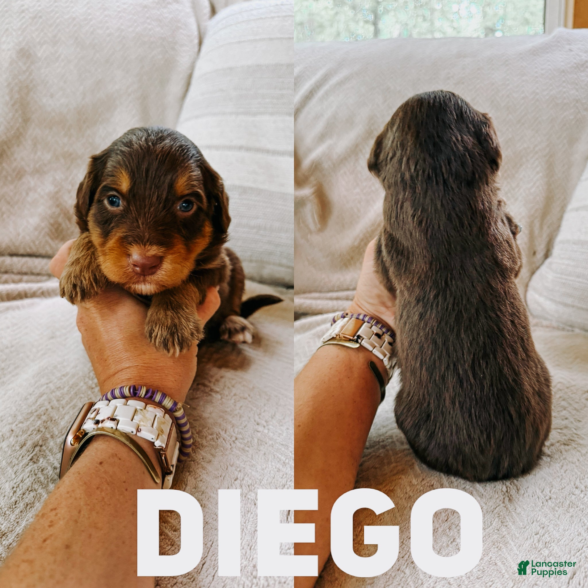 Aussiedoodle dogs Diego  - Ad 20