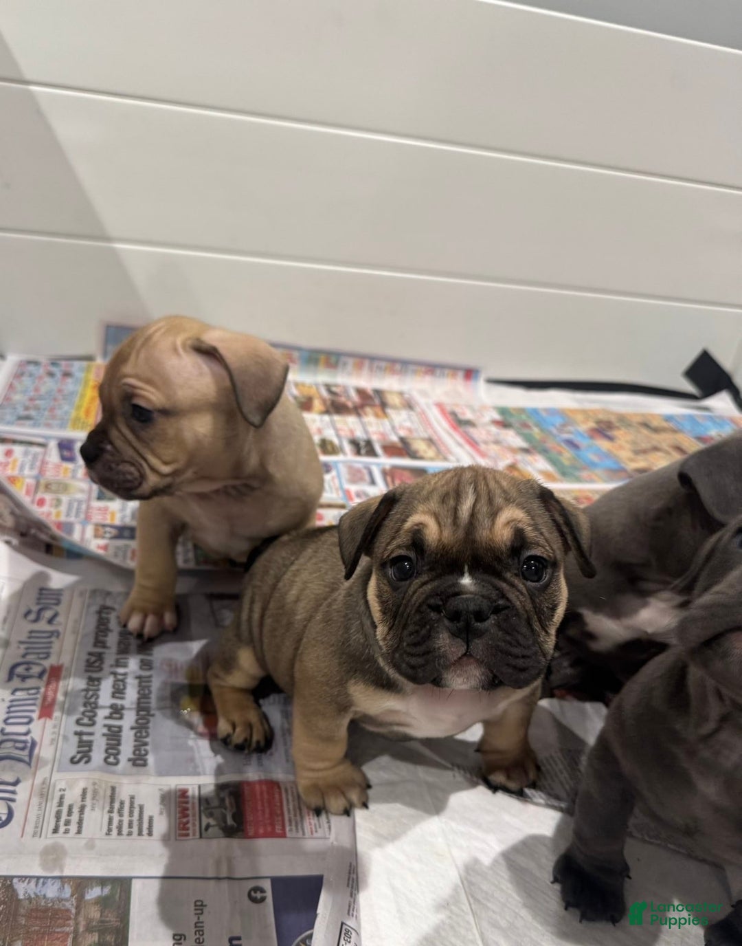 American Bully dogs for sale: American Bully Puppy 2 - Ad 3