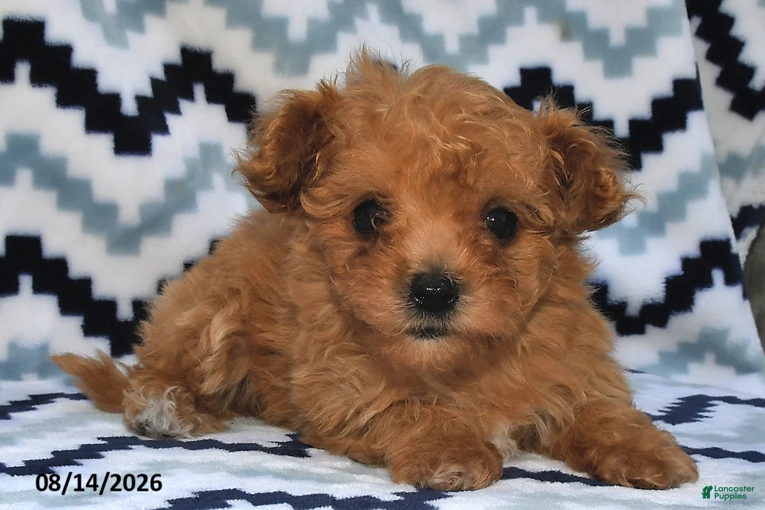 Maltipoo dogs for sale: Dora  - Ad 1