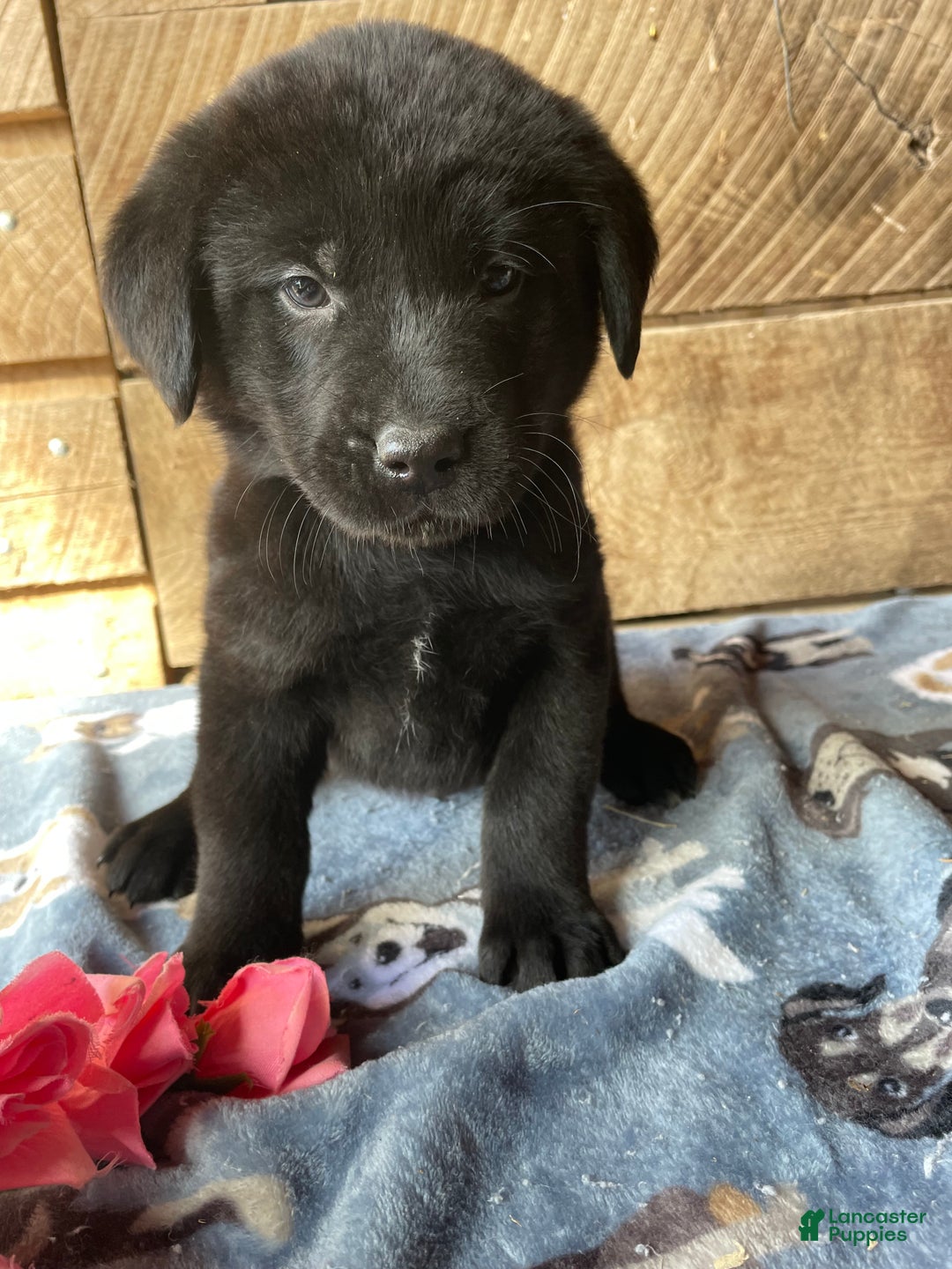 Mixed Breed dogs for sale: Moose - Ad 3