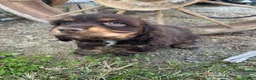 Cocker Spaniel dogs for sale: Brownie - Ad 3