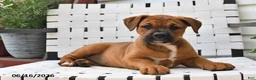 Mixed Breed dogs for sale: Betsy - Ad 9