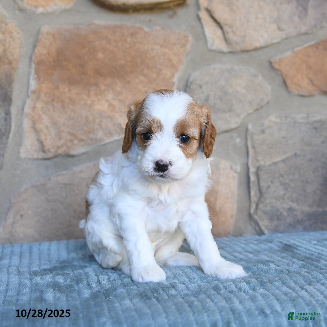 Cavapoo dogs for sale: Felicity - Ad 3