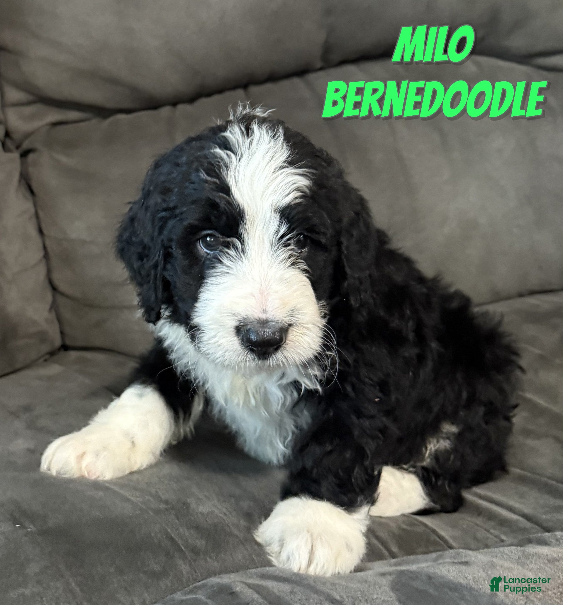 Bernedoodle dogs Milo - Ad 24
