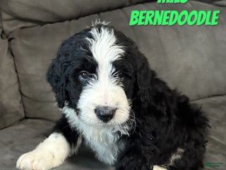 Bernedoodle dogs Milo - Ad 24