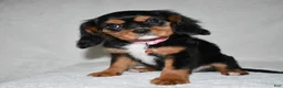 Cavalier King Charles Spaniel dogs for sale: Tessa - Ad 2
