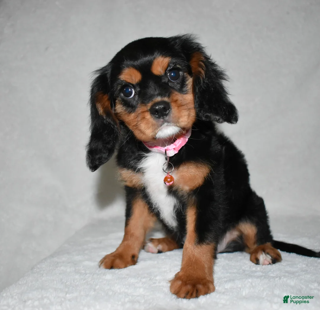 Cavalier King Charles Spaniel dogs for sale: Tessa - Ad 2