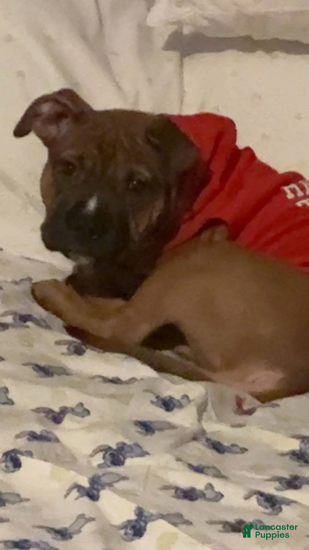 Mixed Breed dogs for sale: Mixed Breed Puppy 1 - Ad 2