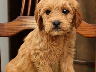 Mini Goldendoodle dogs Paige - Ad 2