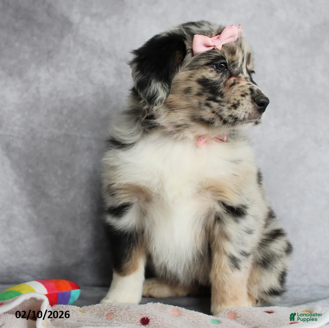 Australian Shepherd dogs for sale: Daisy - Ad 3