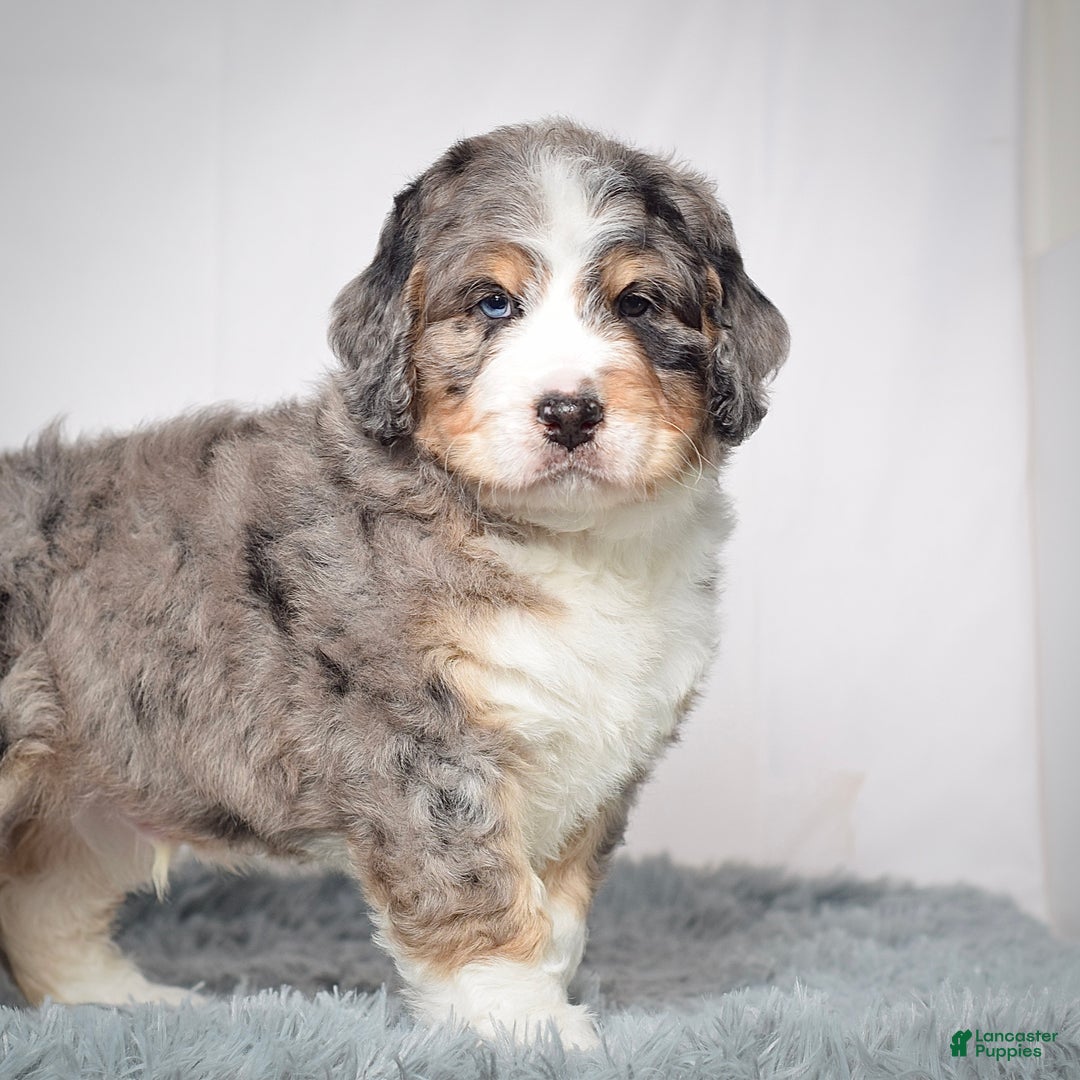 Bernedoodle dogs for sale: Mr. Sammy - Ad 7