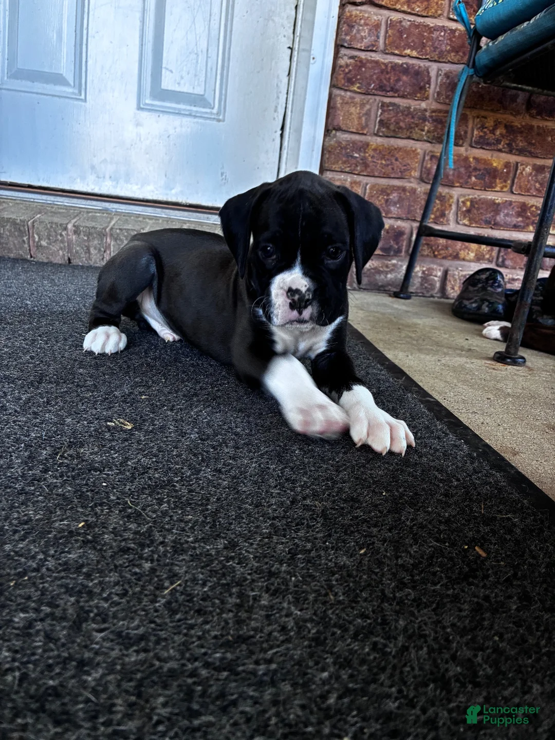 Boxer dogs for sale: Boxer 6 - Ad 2
