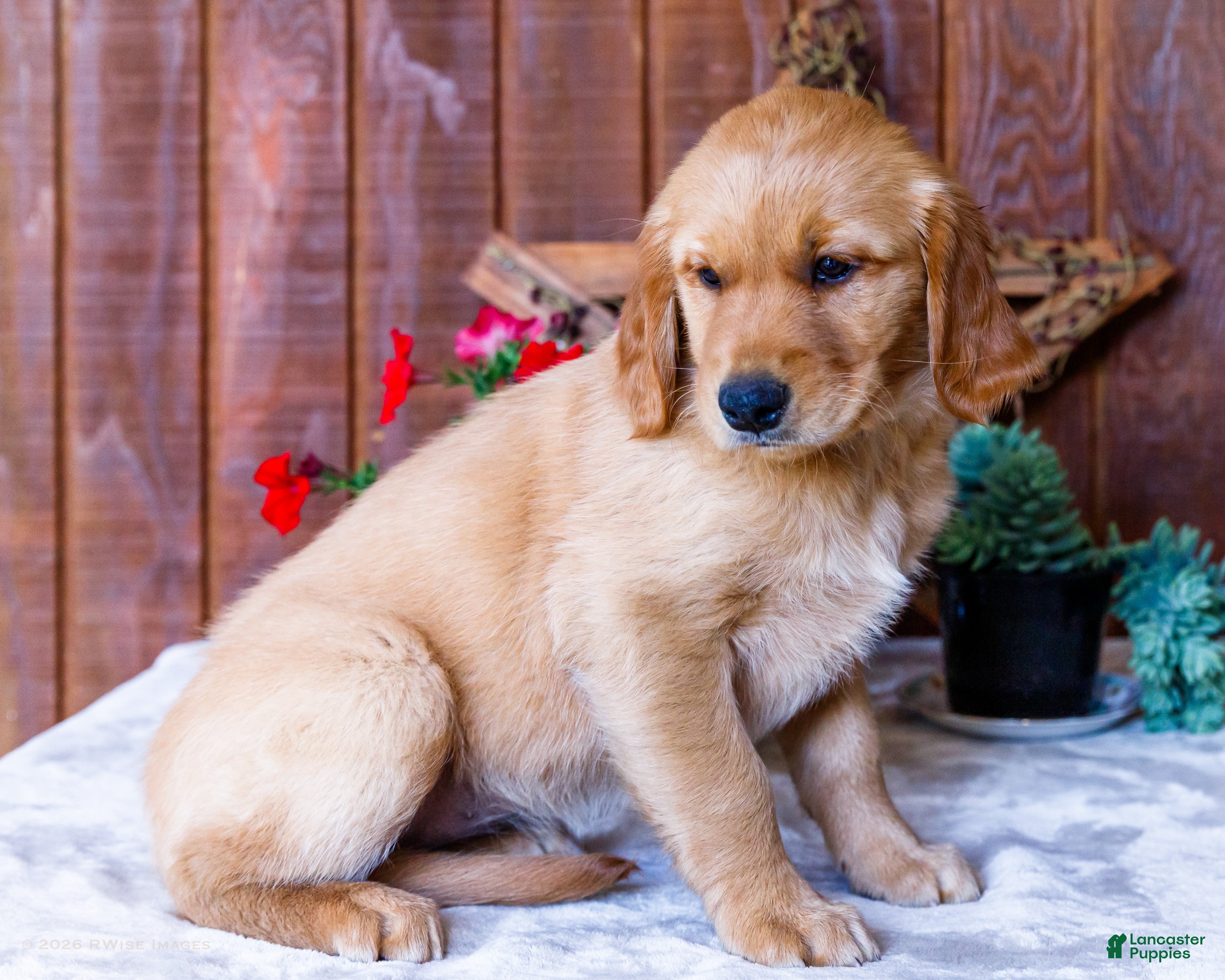 Golden Retriever dogs Lilac - Ad 1