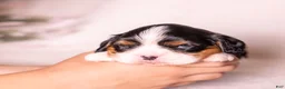 Cavalier King Charles Spaniel dogs for sale: Kudos - Ad 10