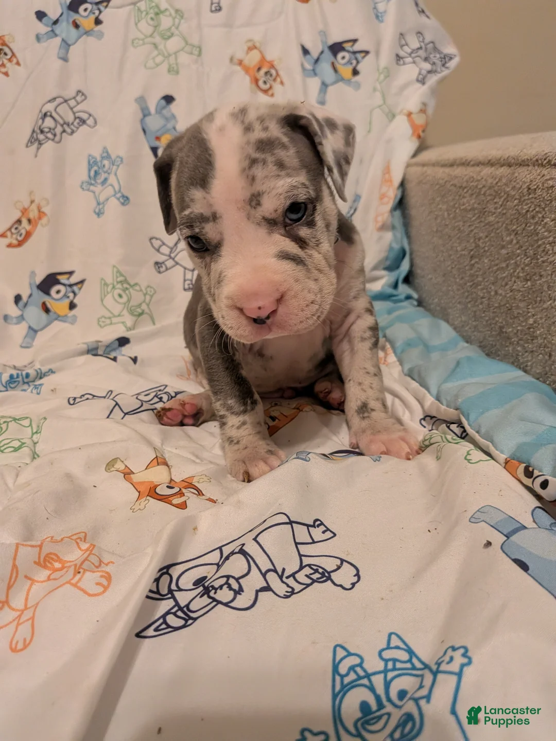 American Pit Bull Terrier dogs for sale: American Pit Bull Terrier 3 - Ad 1
