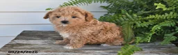 Maltipoo dogs for sale: Bowie - Ad 4