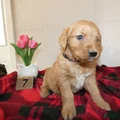 Mini Goldendoodle Puppy 8 River