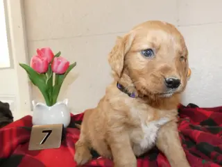 Mini Goldendoodle dogs Mini Goldendoodle Puppy 8 River - Ad 35
