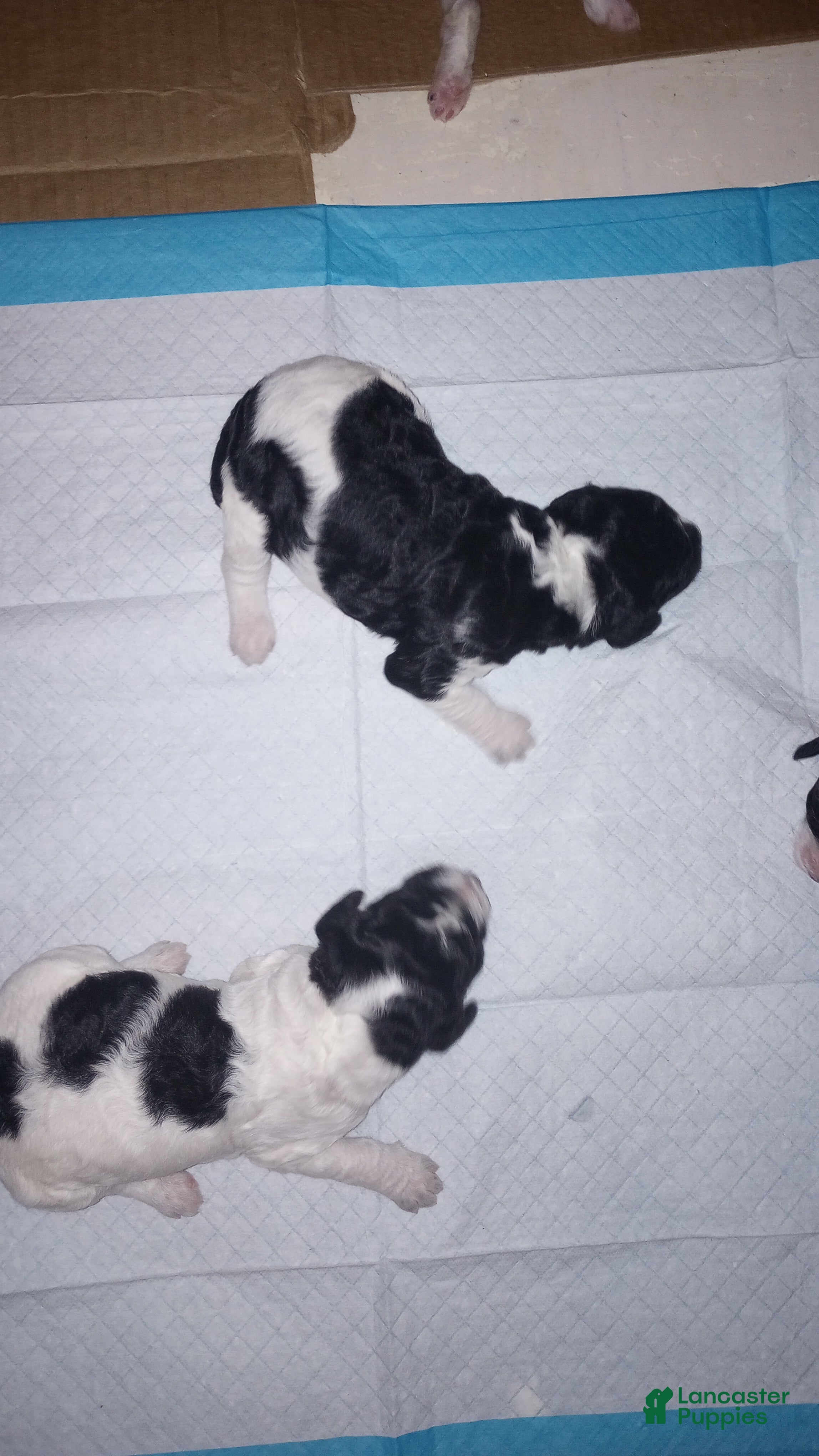 Standard Poodle dogs Standard Parti Poodle 3 - Ad 24