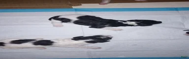 Standard Parti Poodle 3