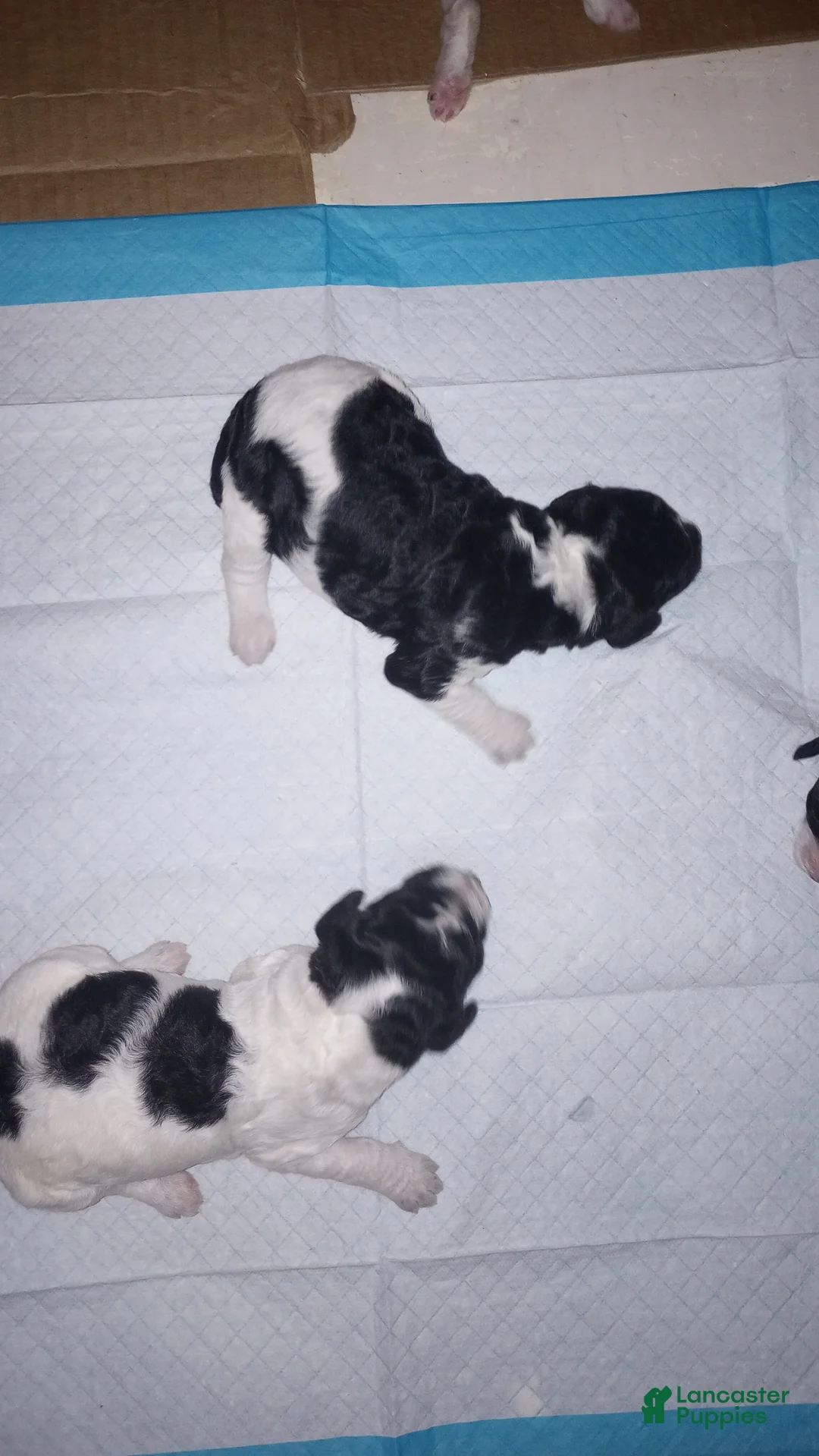 Standard Poodle dogs for sale: Standard Parti Poodle 3 - Ad 1