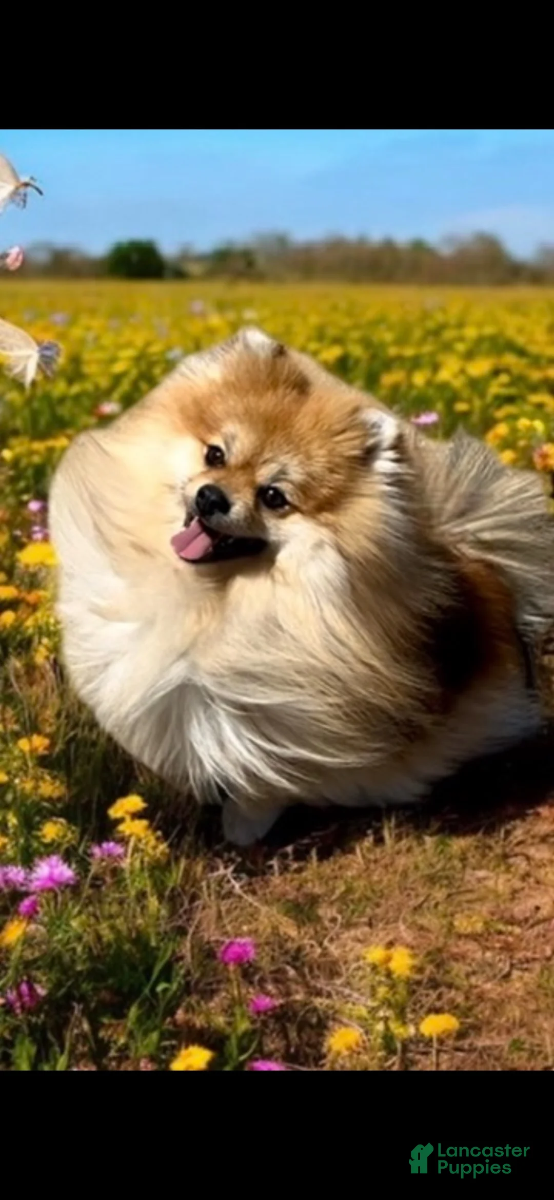 Pomeranian dogs for sale: Trinity  - Ad 15
