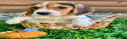 Beagle dogs for sale: Bella - Ad 1