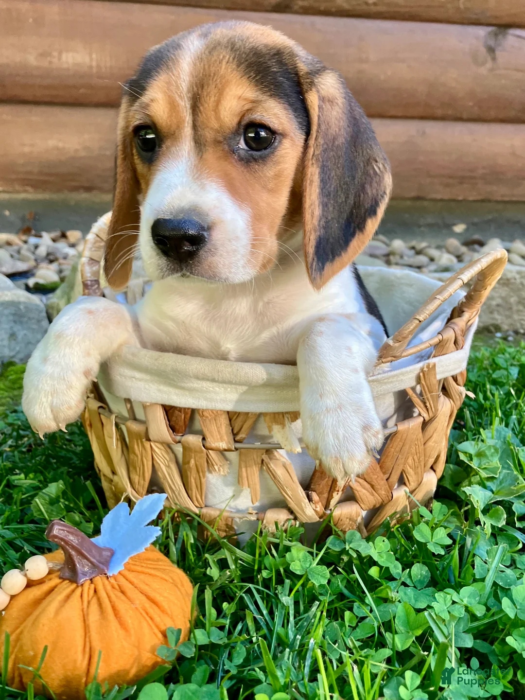 Beagle dogs for sale: Bella - Ad 1