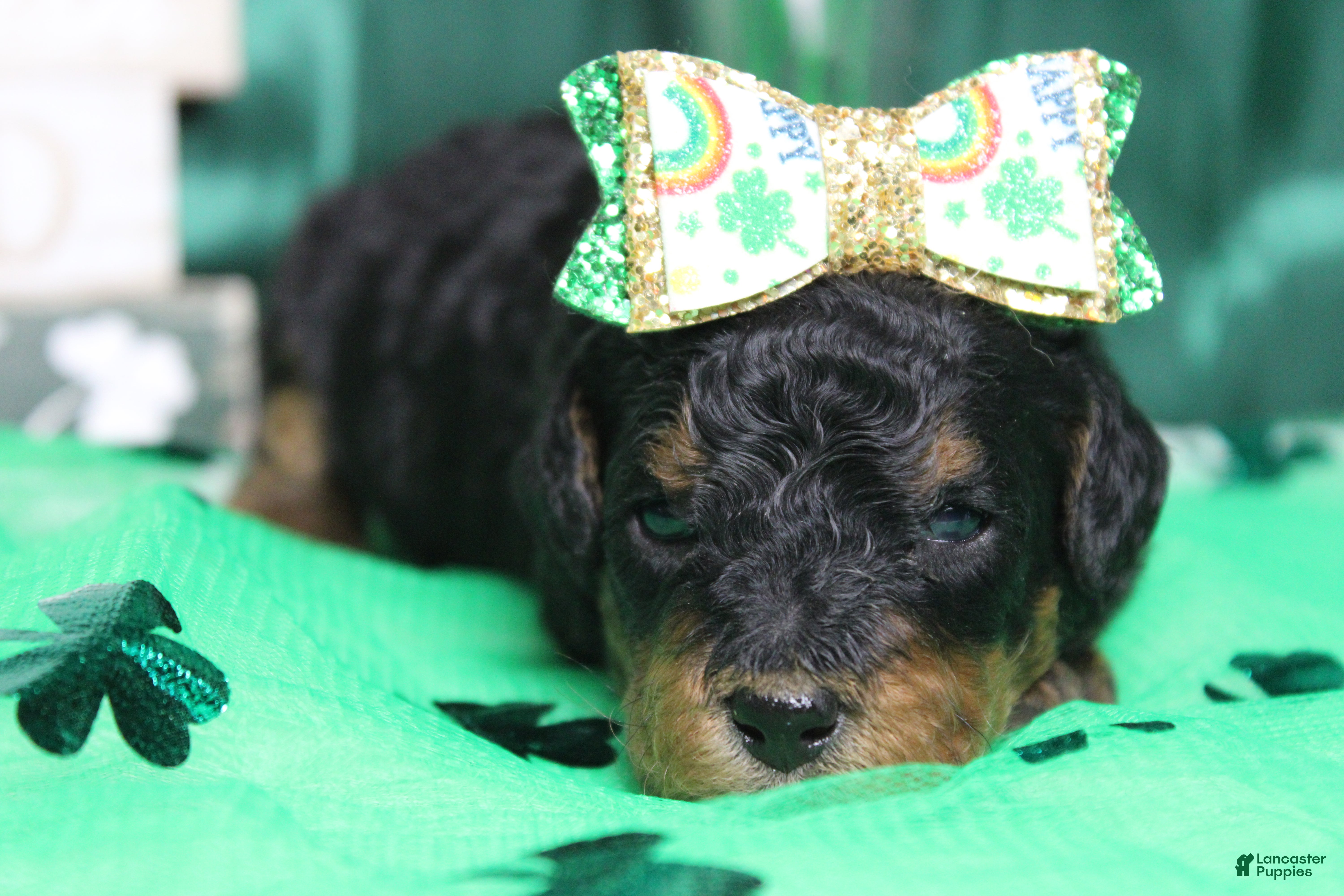 Mixed Breed dogs Sweetheart  - Ad 24