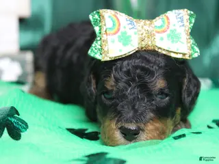 Mixed Breed dogs Sweetheart - Ad 24