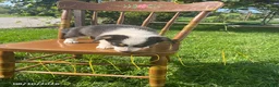 Welsh Corgi Pembroke dogs for sale: Darla - Ad 2