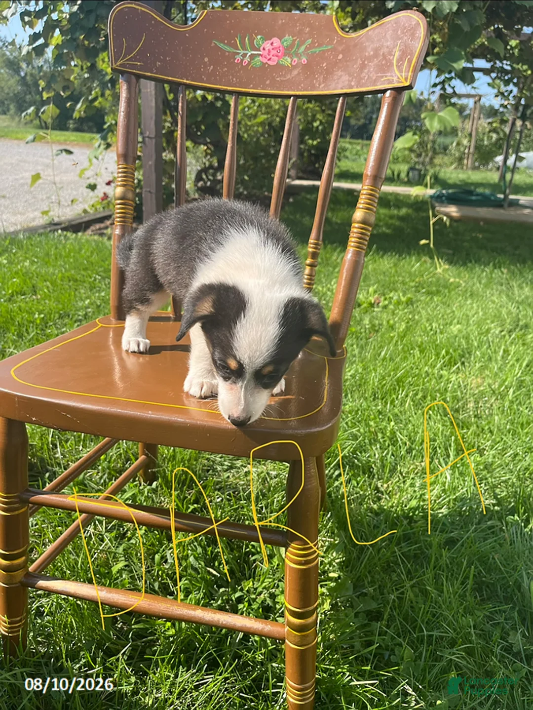 Welsh Corgi Pembroke dogs for sale: Darla - Ad 2