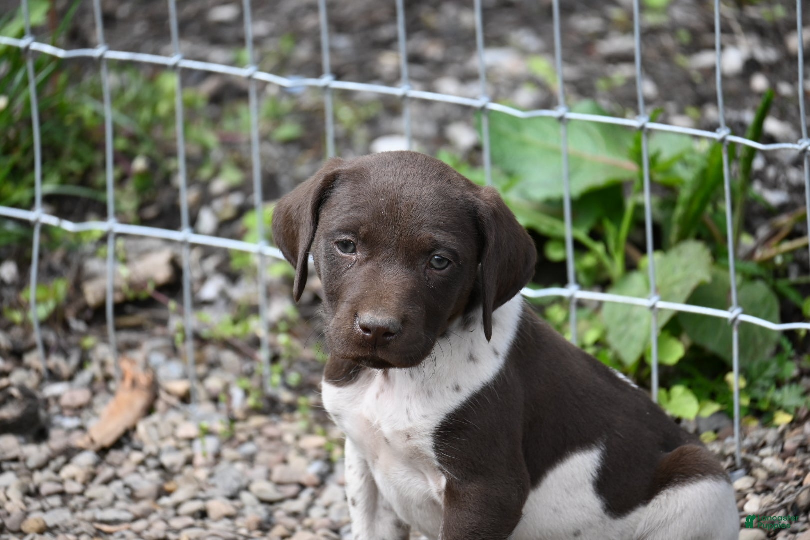 German Shorthaired Pointer dogs Bingo - Ad 4