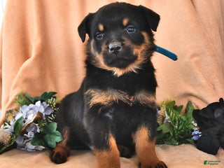 Rottweiler dogs Patty - Ad 13