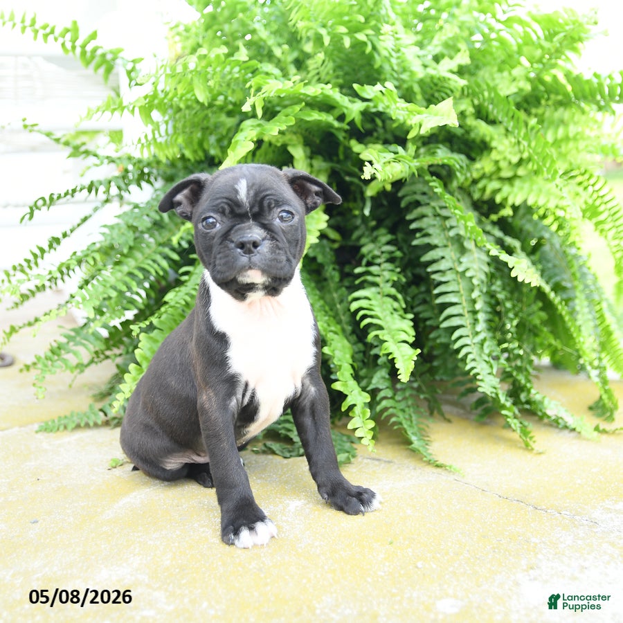 Boston Terrier dogs Molassas - Ad 1