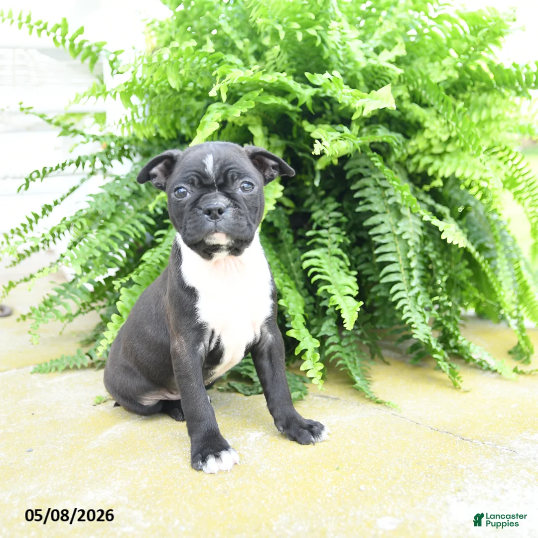 Boston Terrier dogs for sale: Molassas - Ad 1