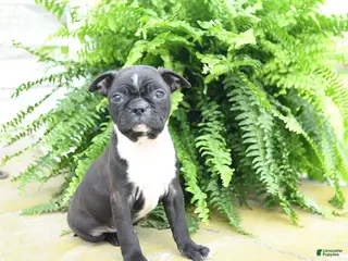 Boston Terrier dogs for sale: Molassas - Ad 1