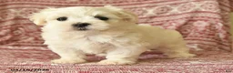 Maltese dogs for sale: Olivia - Ad 3