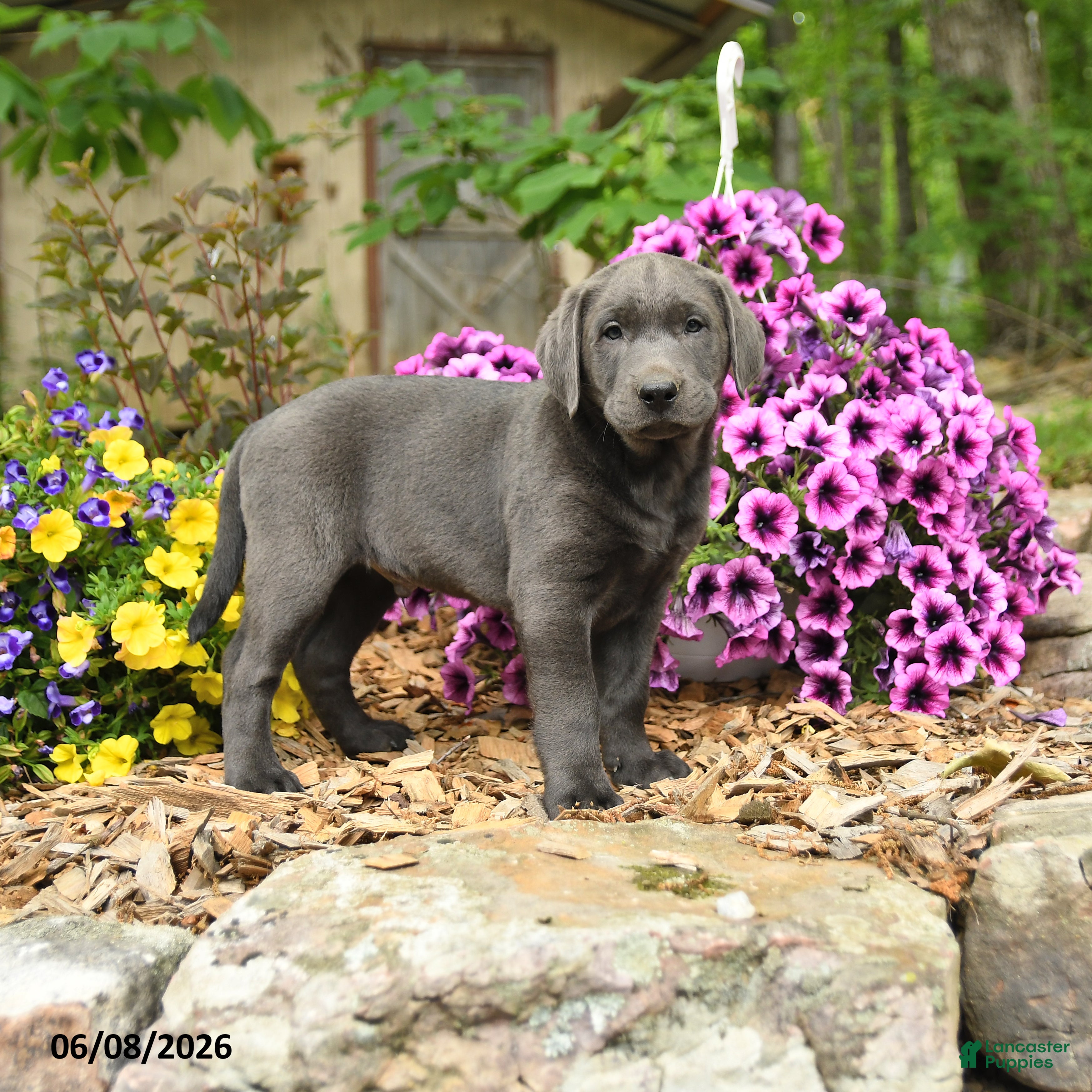 Labrador Retriever dogs for sale: Sam - Ad 1