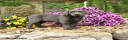 Labrador Retriever dogs for sale: Sam - Ad 1